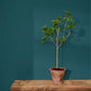 Annie Sloan Wall Paint Aubusson Blue