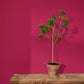 Annie Sloan Wall Paint Capri Pink