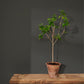Annie Sloan Wall Paint Graphite