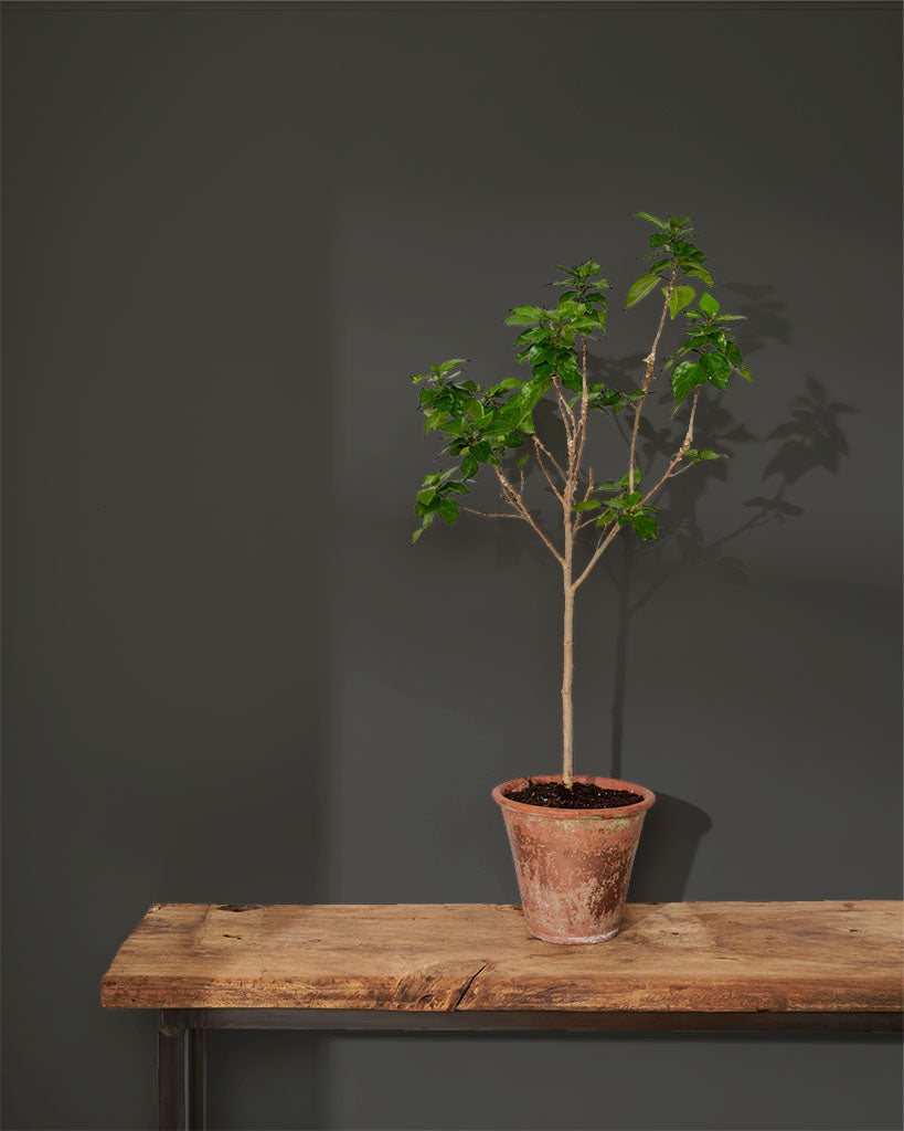 Annie Sloan Wall Paint Graphite