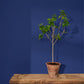 Annie Sloan Wall Paint Napoleonic Blue