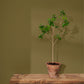 Annie Sloan Wall Paint Olive