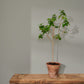 Annie Sloan Wall Paint Paris Grey
