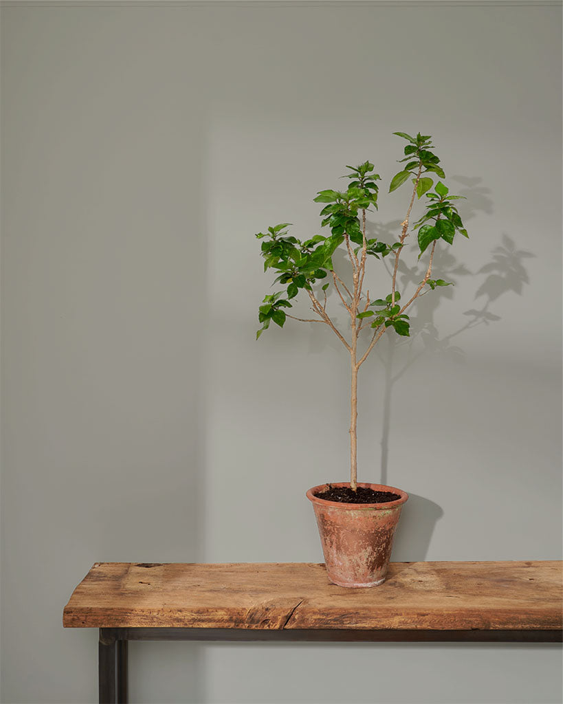 Annie Sloan Wall Paint Paris Grey