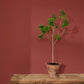 Annie Sloan Wall Paint Primer Red