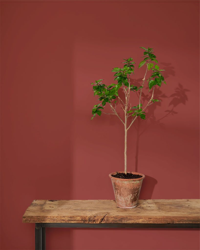 Annie Sloan Wall Paint Primer Red