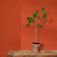 Annie Sloan Wall Paint Riad Terracotta
