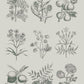 Annie Sloan RHS DECOUPAGE PAPER BOTANICAL DRAWINGS